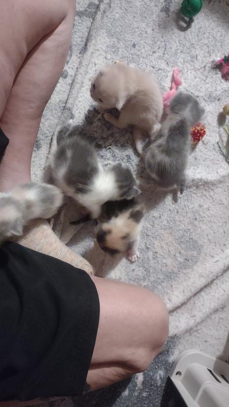 5 innocent lives dumped like trash