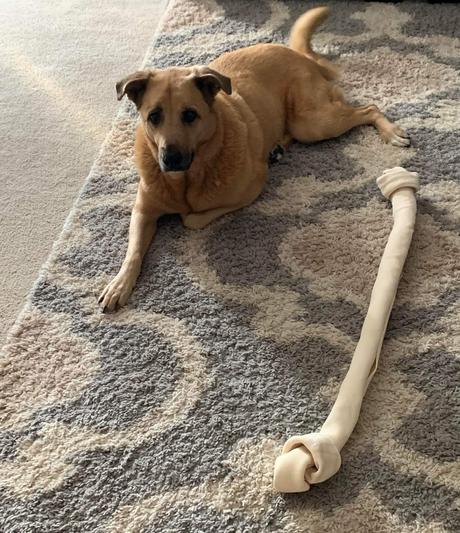 3 foot 2025 rawhide bone