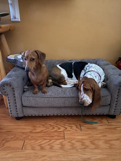 Apple Annie an Snuffles McFadden to happy dogs thanks to your product