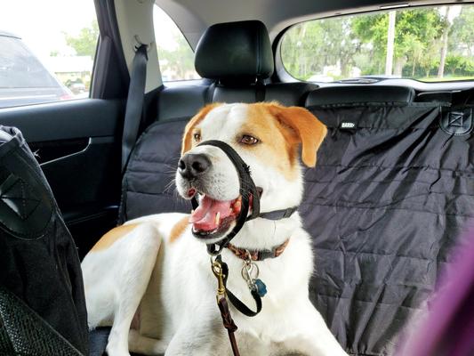 Gator my service dog