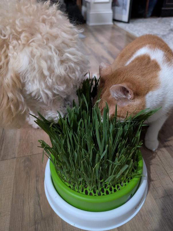 Product Reviews for CATIT Senses 2.0 Cat Grass Planter
