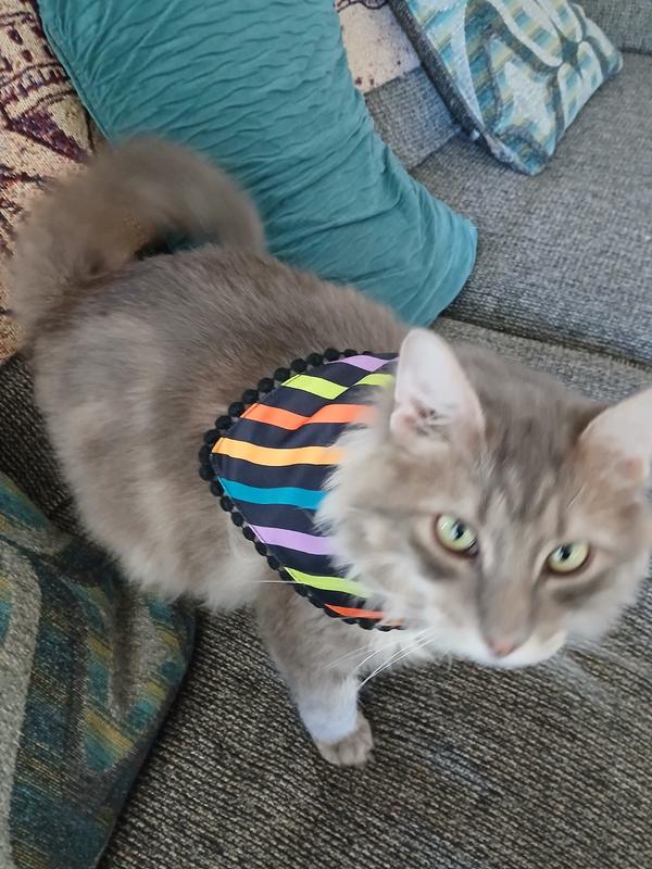 Logan modeling his Frisco Halloween bandana