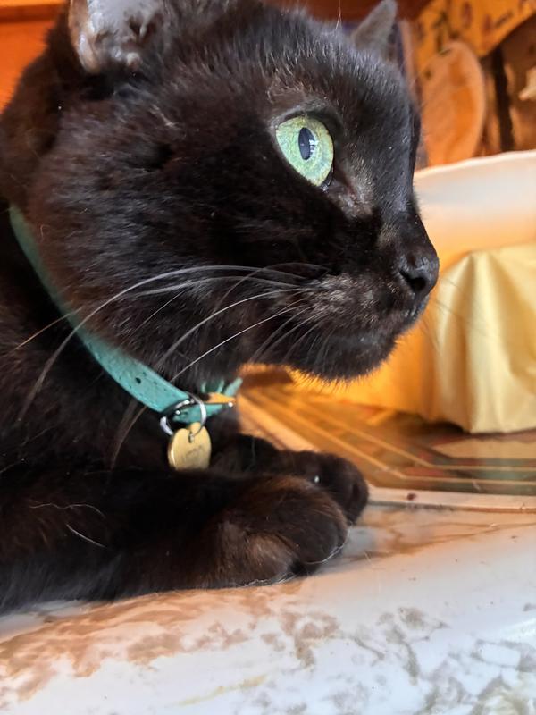 This is Merci mellowing out with his new green collar. Looks great on him!
