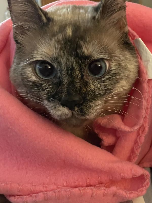 Ruth being a happy camper aftet she eats the Hartz Delectables