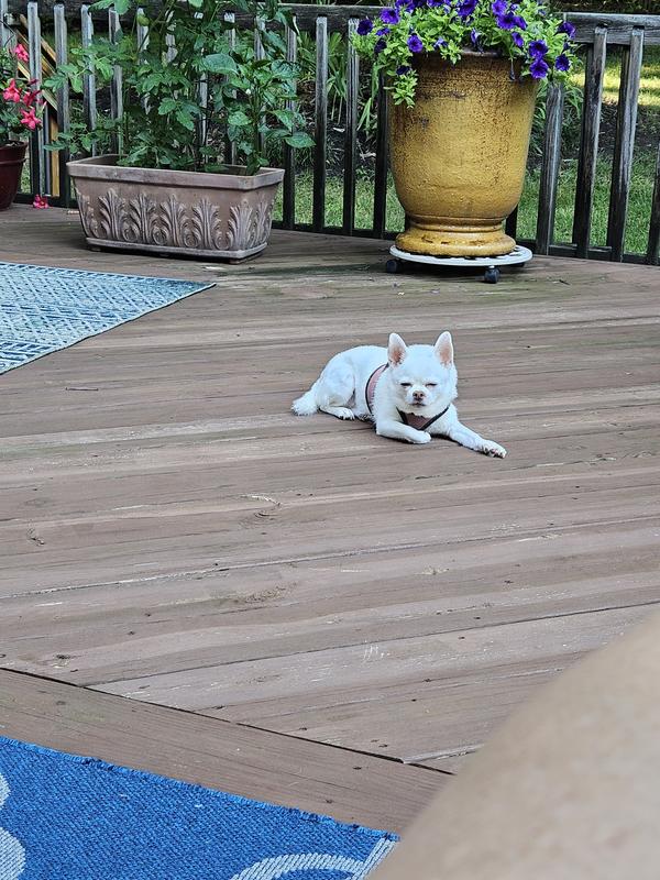 HILL'S SCIENCE DIET Adult Perfect Weight Hearty Vegetable & Chicken