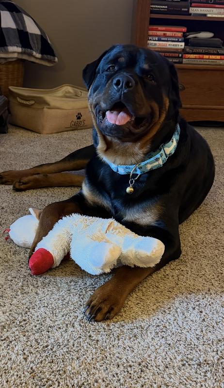 Duke