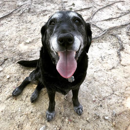 Dakota says thank you Chewy!