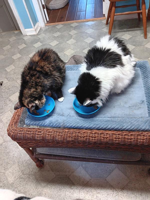 The picky eaters: cancer kitty and ca who only eats dry food.