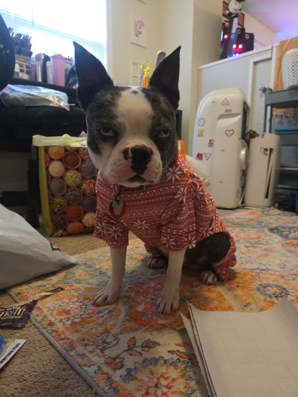 We put the medication on her and the put her little sweater on for an hour or so to let it works its magic