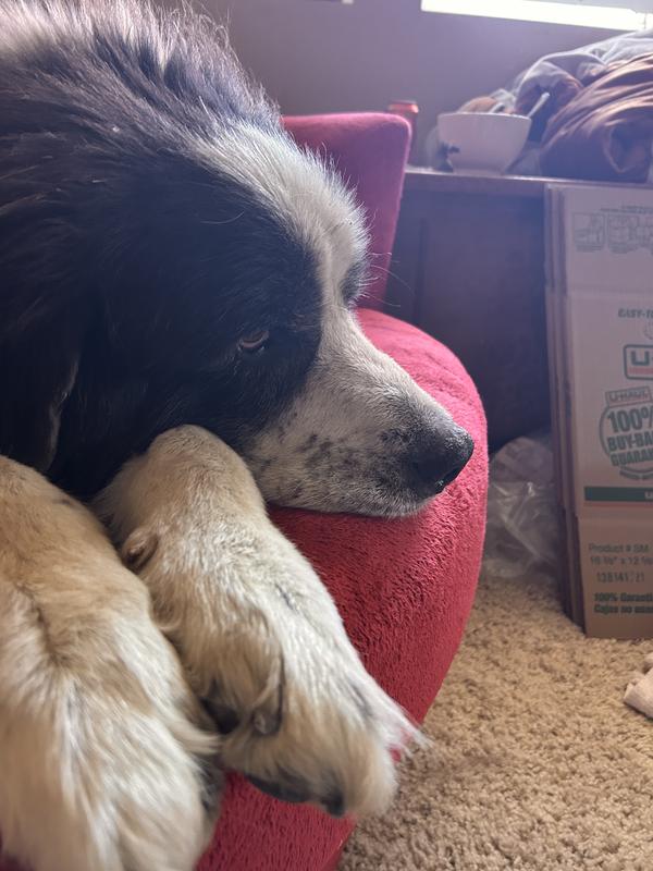 Sad Fezzik is Chewless
