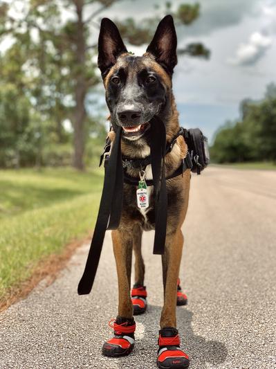 Kurgo store dog boots