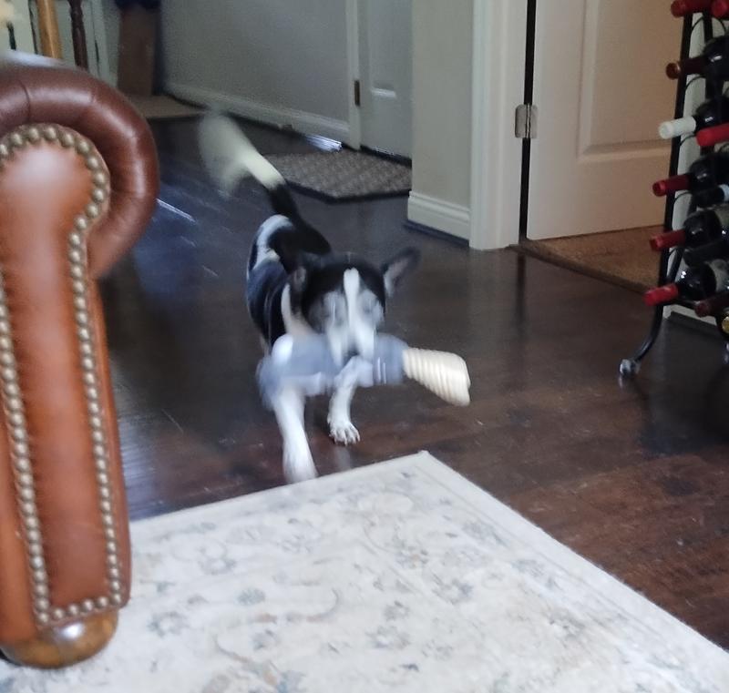 He brings it back as fast as he can!