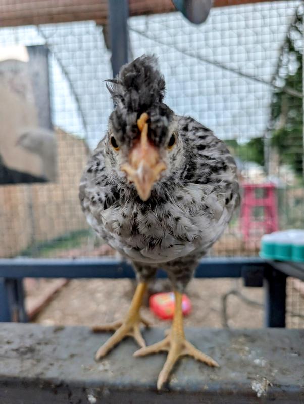 Cream Legbar chick's mohawk