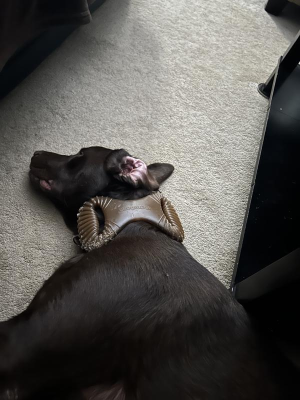 He was passed out! You can see their size this is the extra large size I believe.