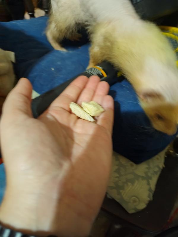 He and all my others don't care for them