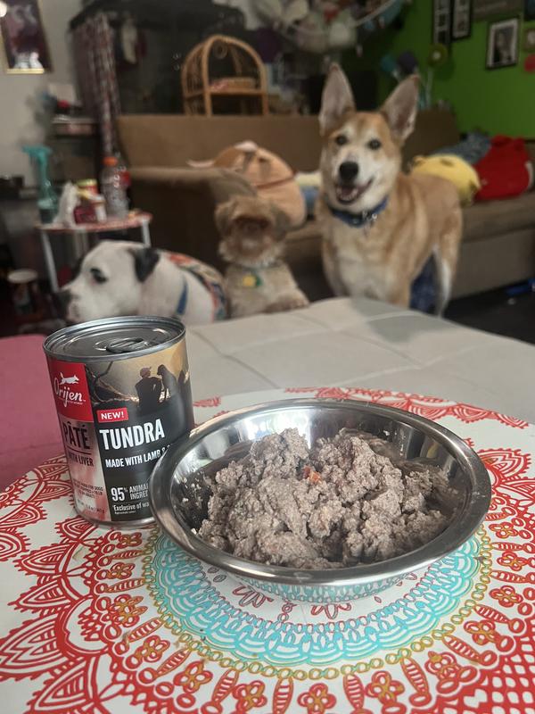 Can of Orijen brand Tundra pate with liver canned dog food.  Beside it is a bowl of the wet food.  Three dogs and wait eagerly in the background.