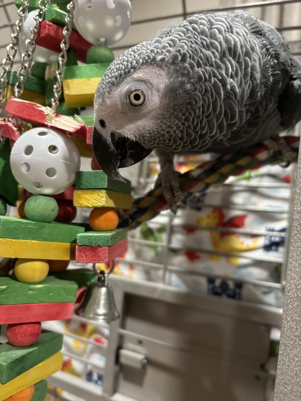 Loves his swing! Possibly why he is well adjusted though cage bound ( large but still…)