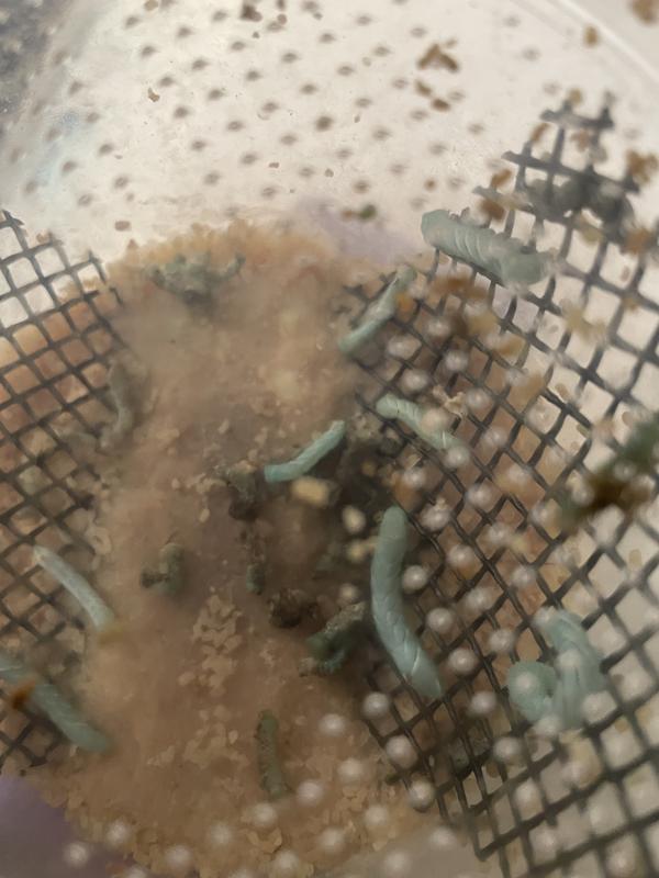 SURMEN LEGACY Live Hornworms Live Feed Reptile Food, 25 count