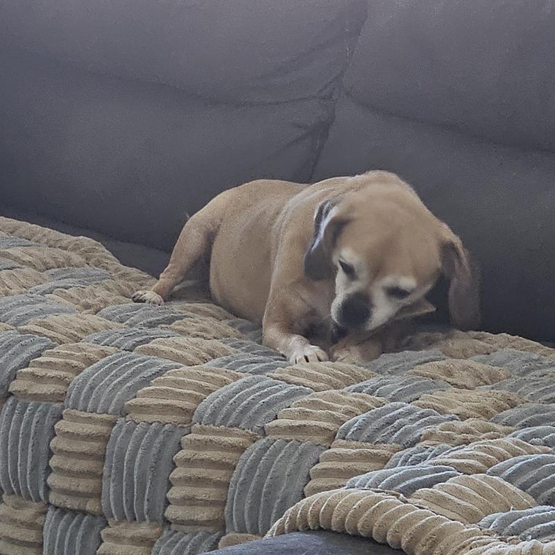 Allie loves her antler