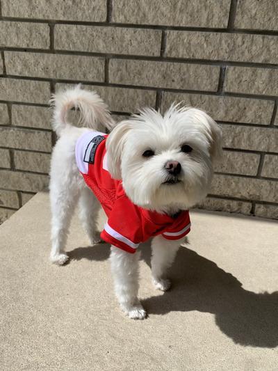 NHL Chicago Blackhawks Jersey for Dogs & Cats, Medium. - Let Your Pet be a  Real NHL Fan! : .in: Pet Supplies