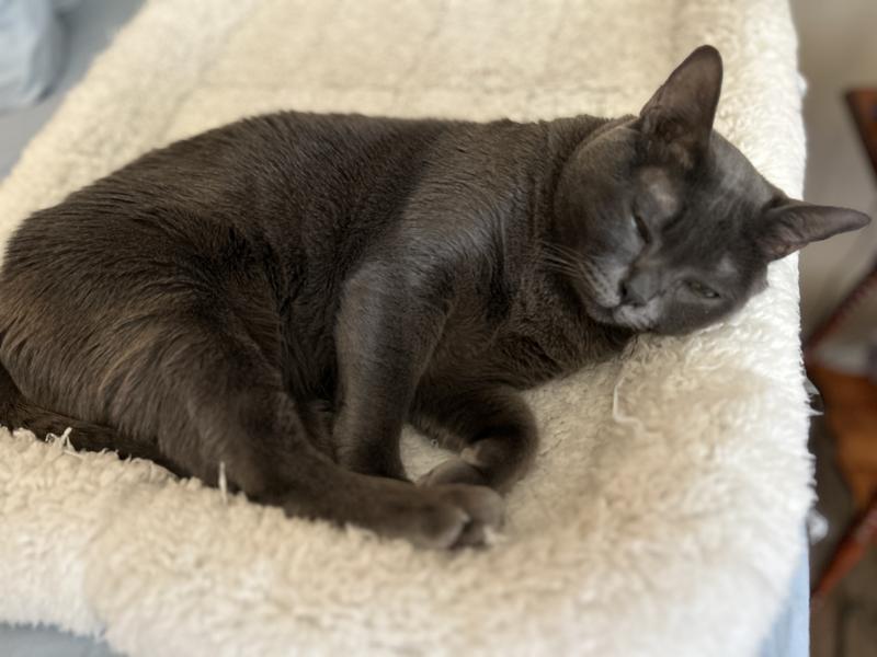 Slate’s post-ptandial nap!