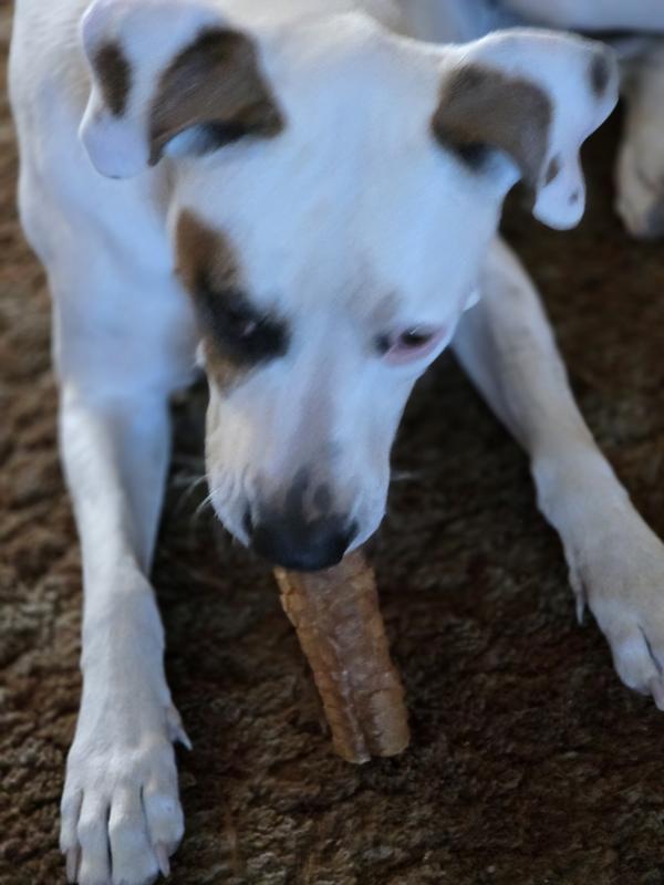 My white boxer mix absolutely loves these treats.