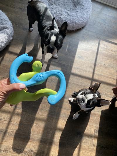 West Paw Zogoflex Bumi Dog Toy, Small < Pets Plus