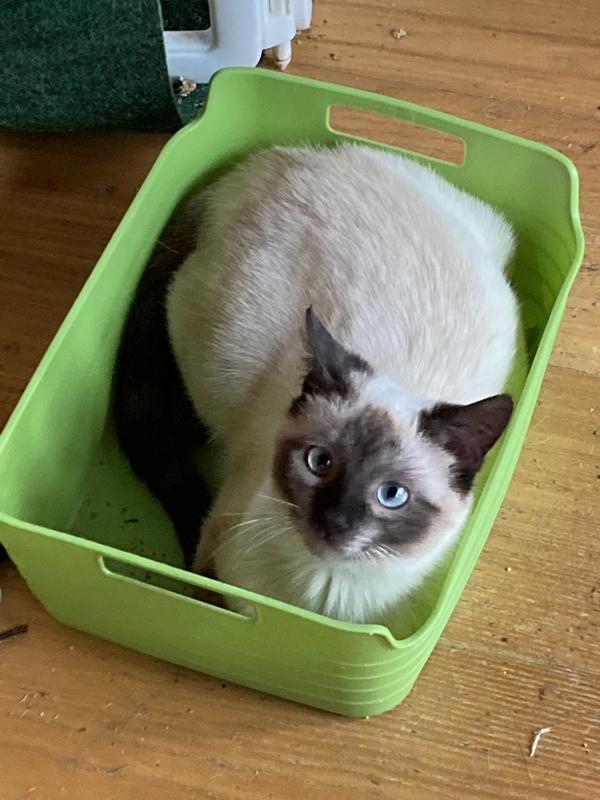 My beautiful boy, Milo.