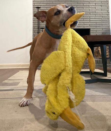 Harley and Mr. Ducky