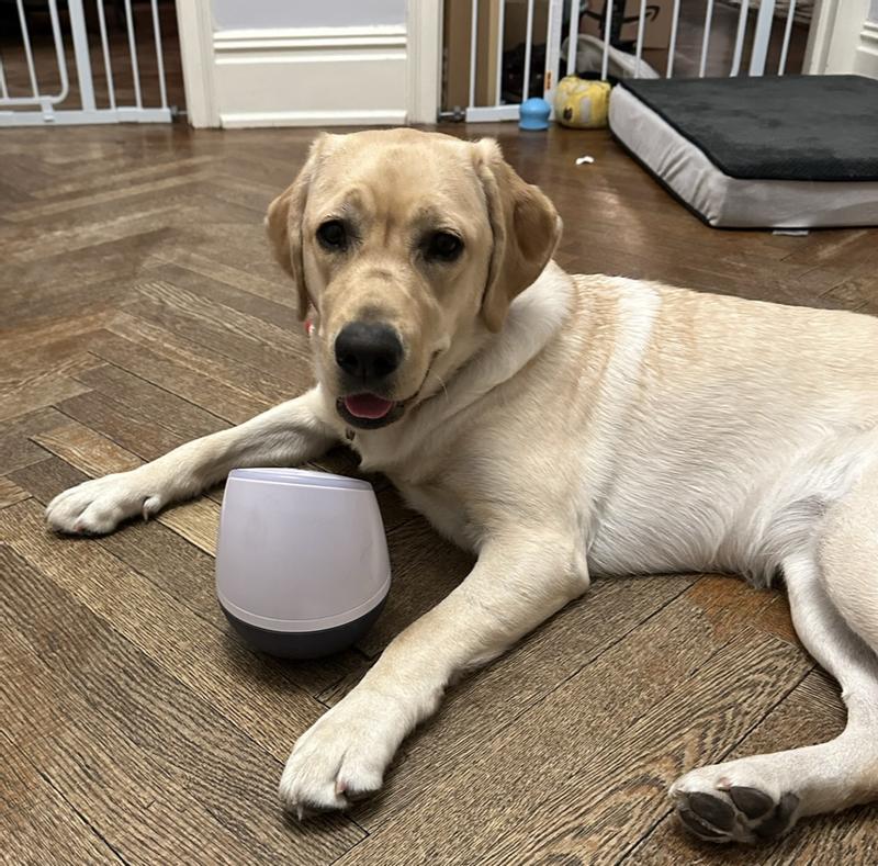 Testing PupPod: This $199 app-based training tool aims to increase mental  stimulation for dogs – GeekWire