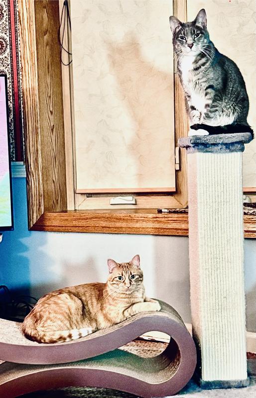 We keep our tall scratcher (also sold at Chewy) next to it
