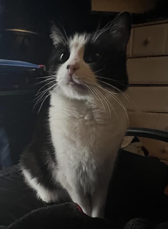 Jazzi couldn’t be bothered with the centipede.