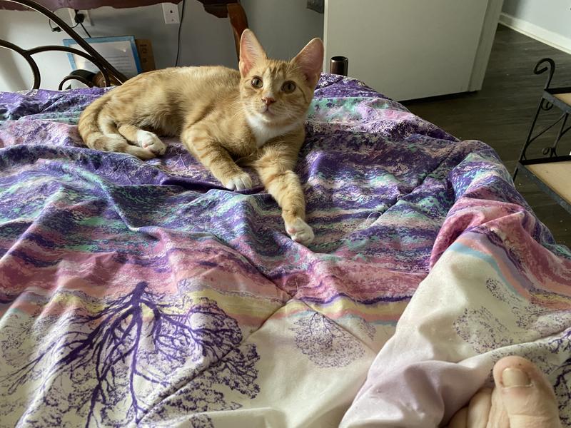 Tigger foster fail adopted