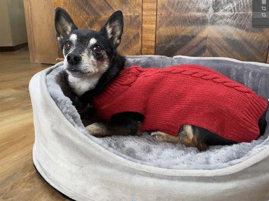 Size medium is nice and comfy for me, a Lancashire Heeler