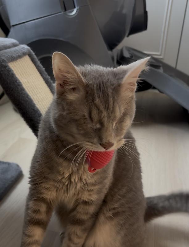 Cosmo and his bumble bee, as we call it.