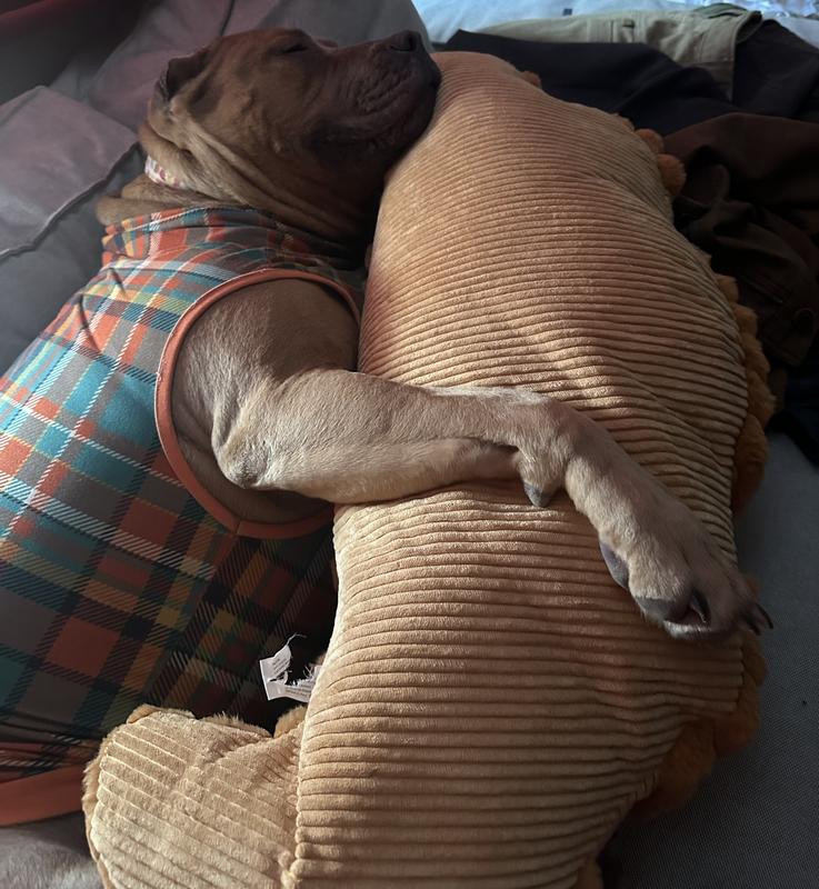 Croissant snuggles 🥐