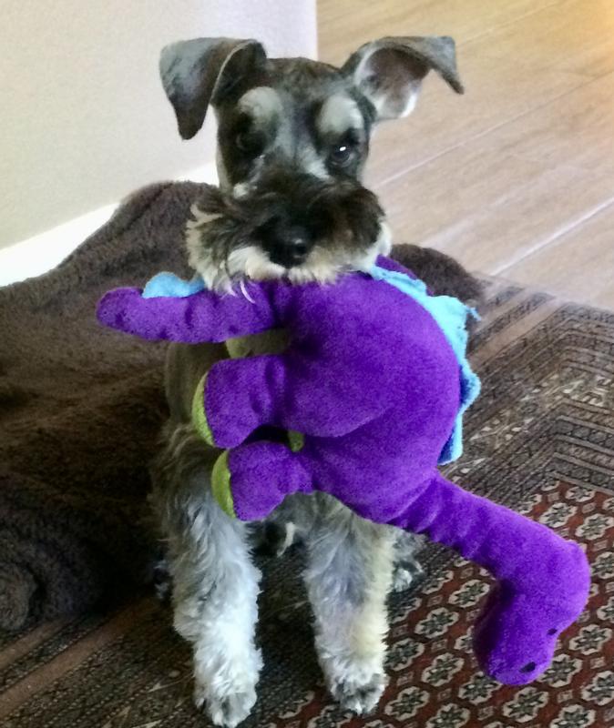 And always add a toy to your order….shopping tip from Kippy