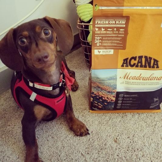 ACANA Meadowland Grain Free Dry Dog Food reviews Chewy