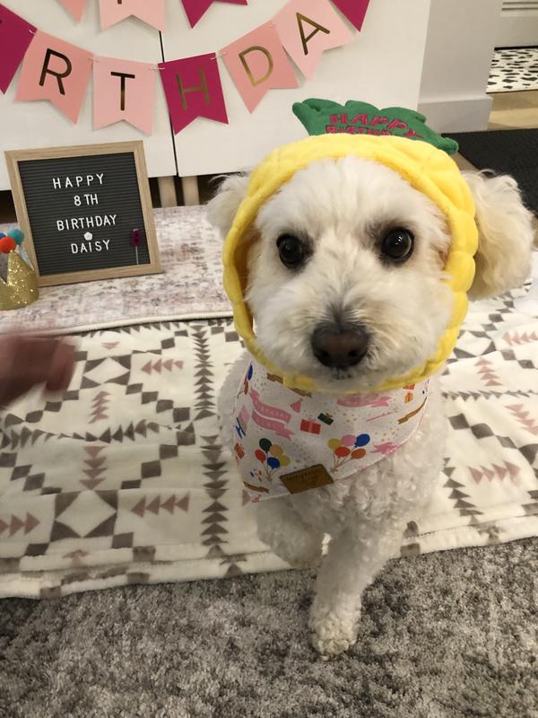 Can I have my pup cake now?