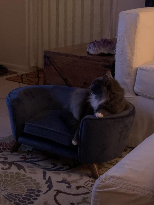 Willow happily watching TV from her new sofa