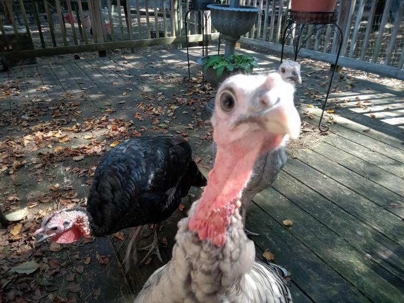 Where's my breakfast!