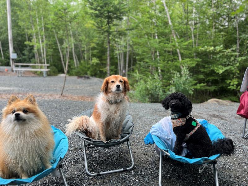 Our pups