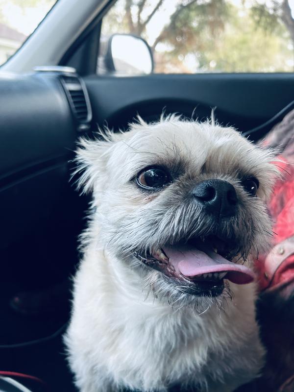 Cookie (monster) Pug Tzu