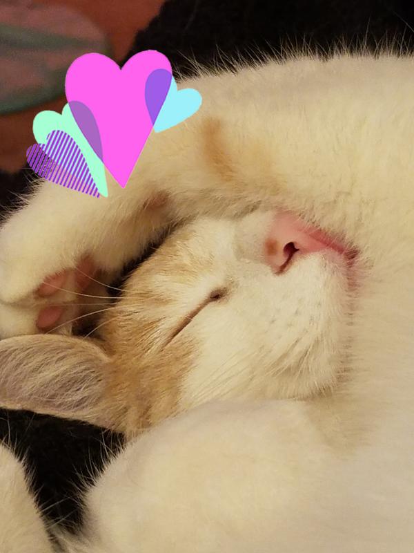 Peaches wondering what she will do with the "New" litter.