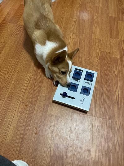 Trixie Dog Activity Mini Mover Level 3 - Miscota United States of America