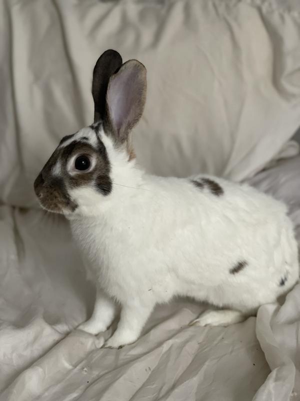 Rudy, as supermodel