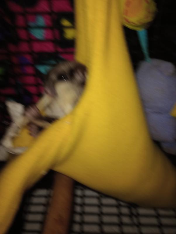 Having a snack while lazing in his banana