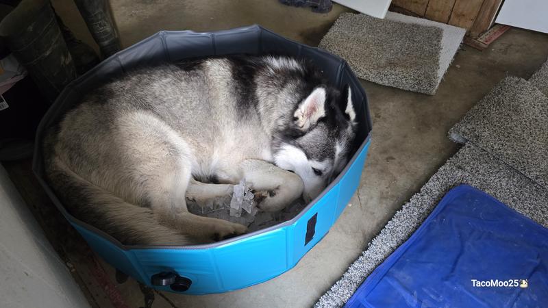 Husky life = daily ice baths
