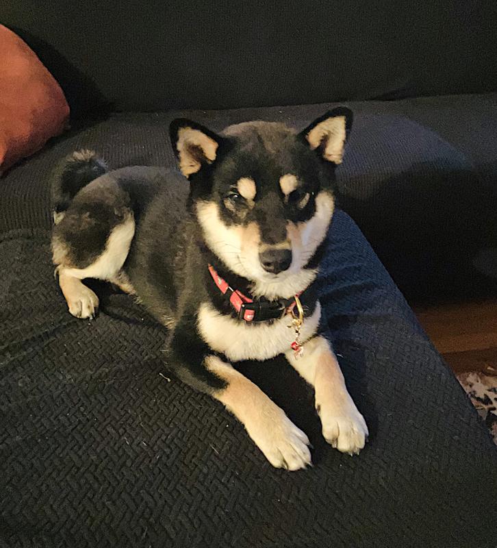 Yoko Shiba Dog