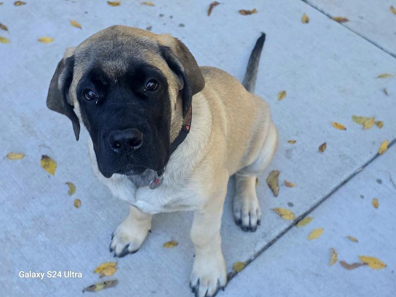 Mack the English Mastiff